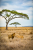 Lions in Serengeti Natural Park.