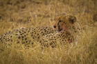 A cheetah in Serengeti Natural Park.