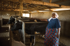Sister Janepha from the Immaculate Heart Sisters of Africa at Baraki Sisters Farm. The Sisters pasteurize milk from the farm's cows and transport it within the Mara Region.