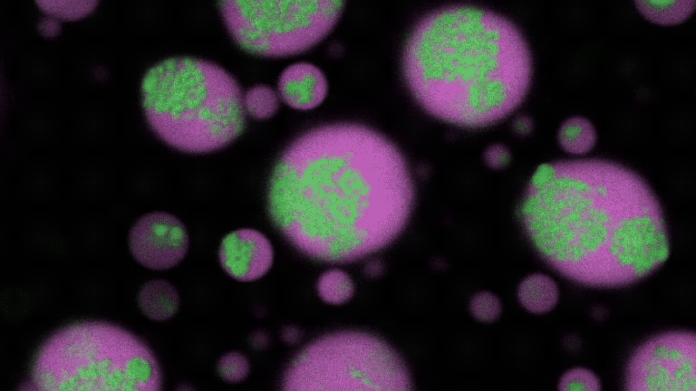 Animated gif of RNA aggregates being disassembled within biomolecular condensates.