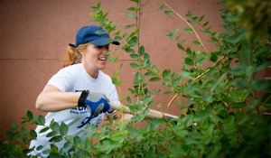 Dianna Cichocki at the United Way Day of Caring with the School of Management in University Heights. Photo: Douglas Levere. 