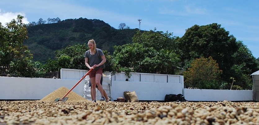 Zoom image: Sarah Baxter, BS ’18, at the Coopedota Coffee Cooperative. 