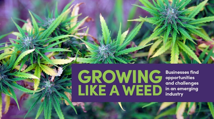 Read the cover story, Growing Like a Weed, in the Autumn 2021 issue of Buffalo Business. 