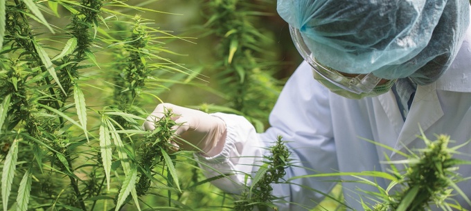Worker inspects marijuana plants. 