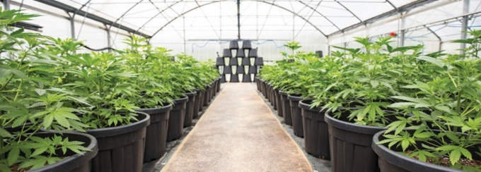 Plants in a marijuana factory. 