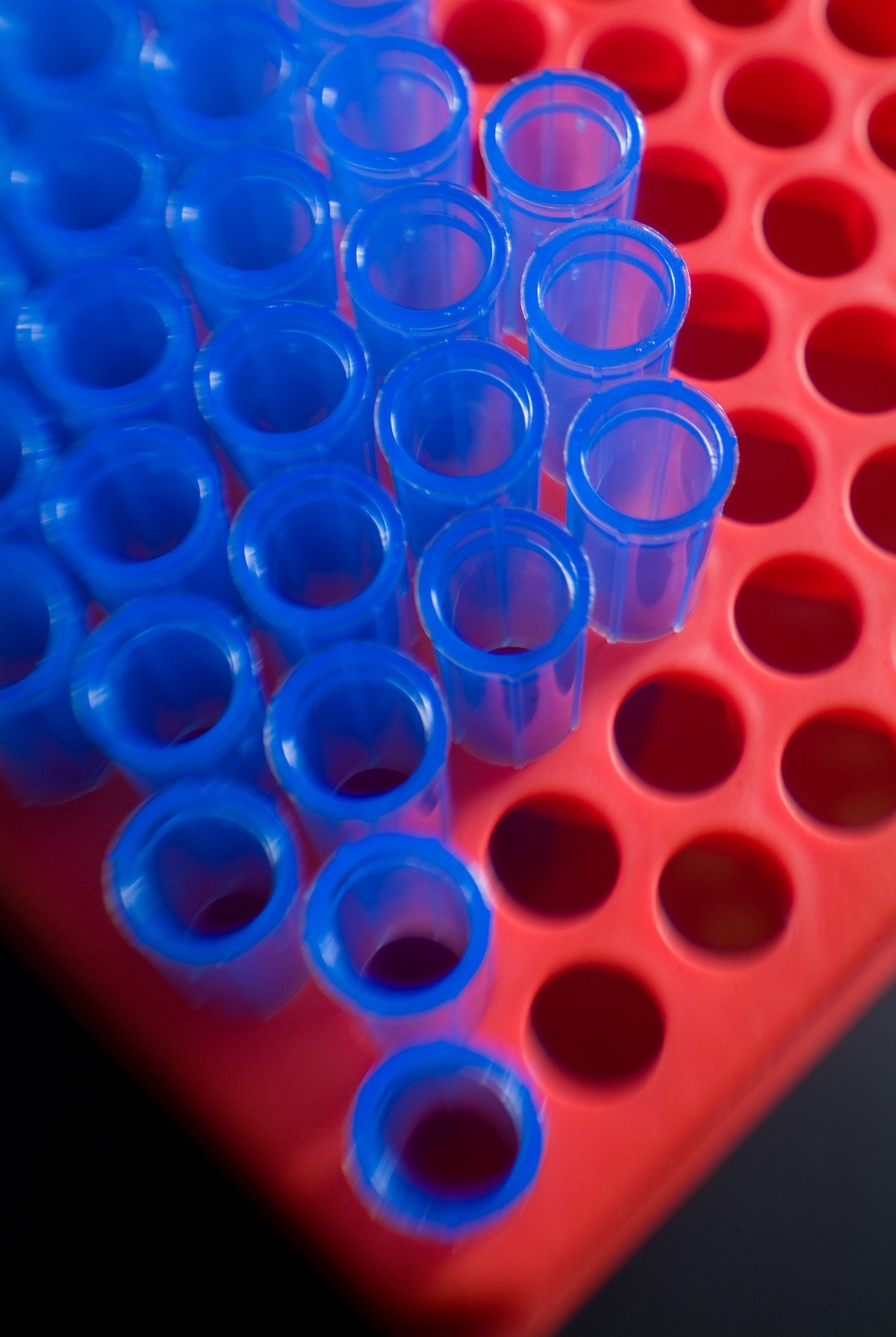 Test tubes in a tube rack. 