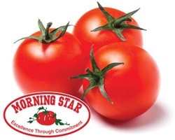 3 Morning Star tomatoes. 