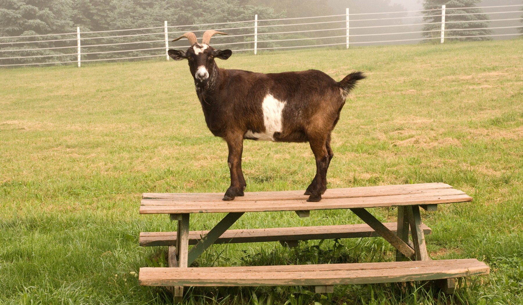 Goat on top of a table. 